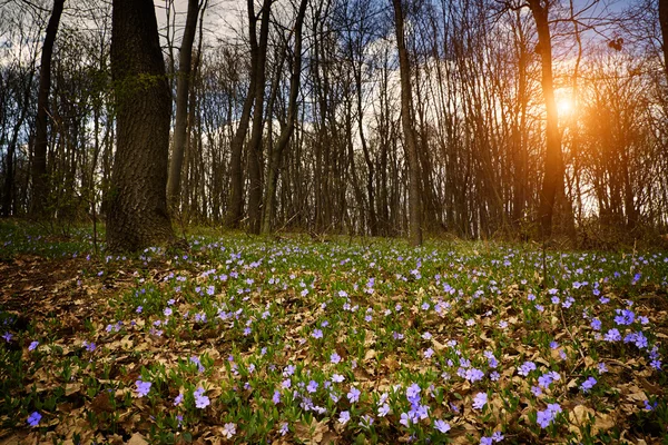 Blue flowers in forest — Stock Photo, Image