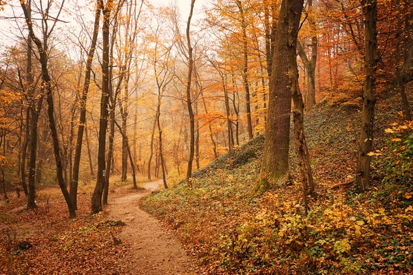 Autumn forest road — Stock Photo, Image