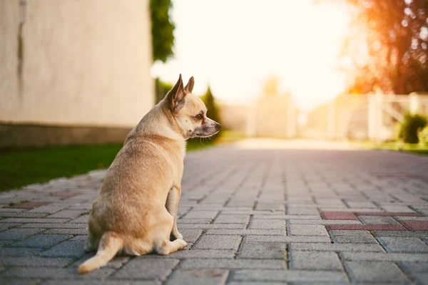 Chihuahua vartioi taloa. — kuvapankkivalokuva