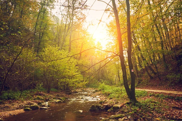 Vacker grön skog — Stockfoto