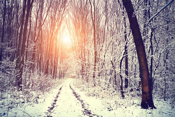 Skogen snöig Vinterväg — Stockfoto