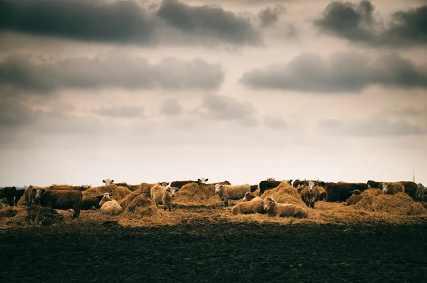 Krávy na pastvě v poli — Stock fotografie