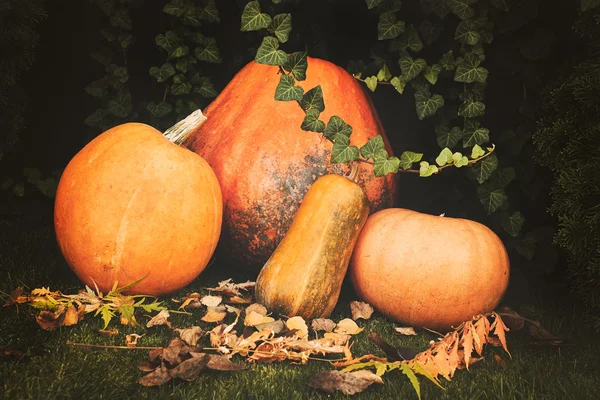 Pumpkins decoration on plant background — Stock Photo, Image