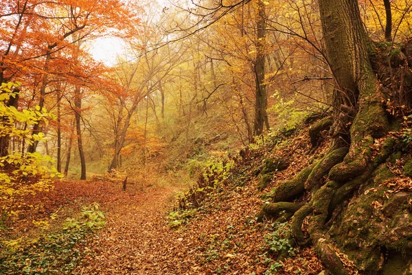 Prachtig herfstbos — Stockfoto