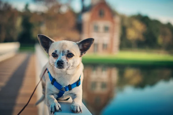 Kleiner Hund Chihuahua — Stockfoto