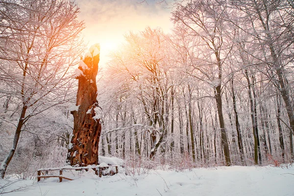 Alberi ricoperti di neve — Foto Stock