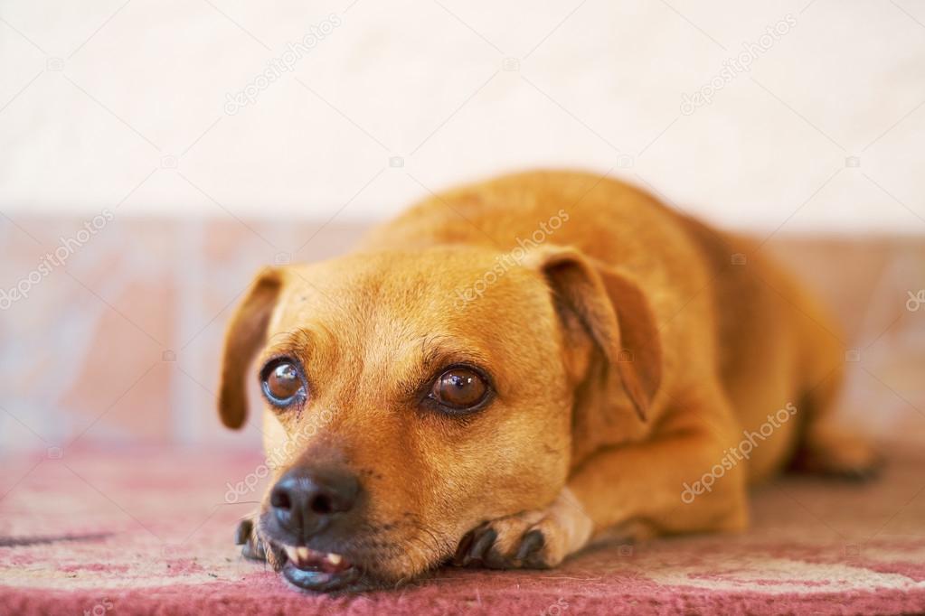 Dog resting on the floor