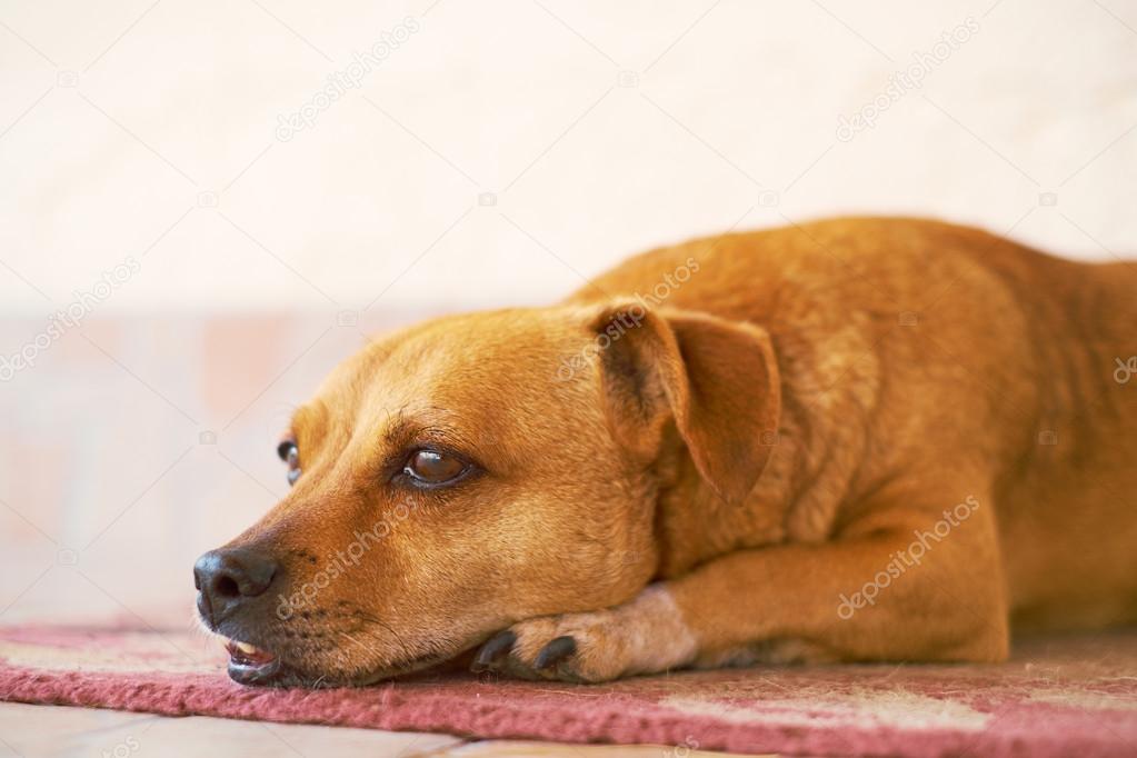 Dog resting on the floor