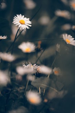 Chamomile flowers macro