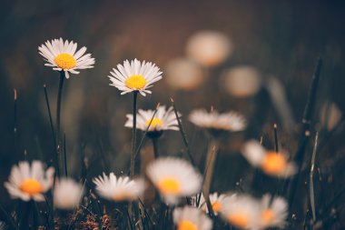 Chamomile flowers macro