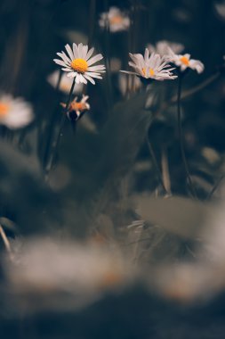 Chamomile flowers macro