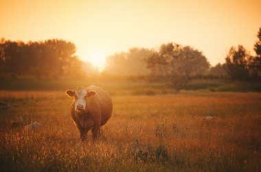 mera üzerinde bir inek