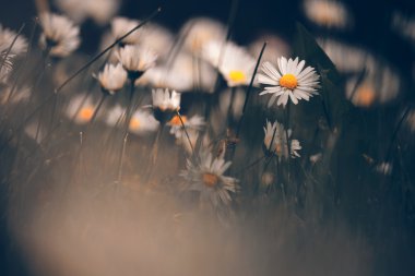 Chamomile flowers macro