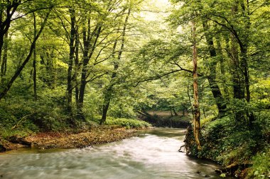 Bahar orman akışta