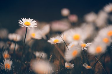 Chamomile flowers macro