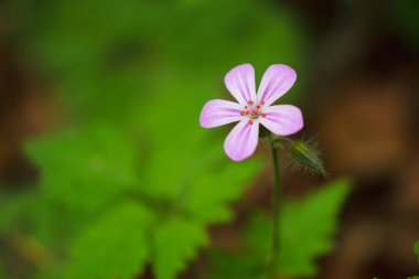 Sardunya robertianum makro