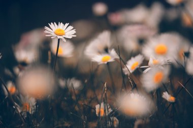 Chamomile flowers macro