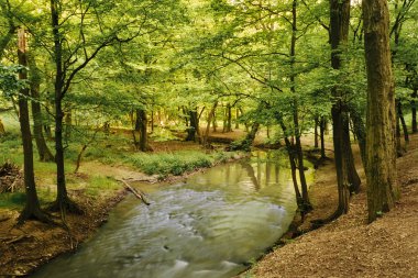 Bahar orman akışta