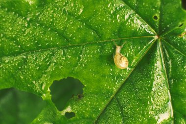 Yeşil yapraklı salyangoz