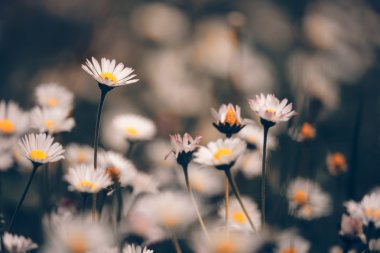 Chamomile flowers macro