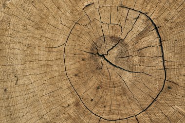 Ağaç doku yakın çekim