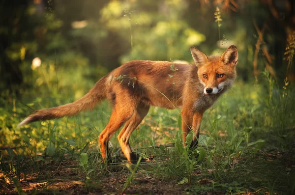 Fox on the summer forest — Stock Photo, Image