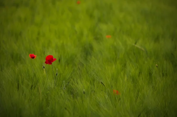 Roter Mohn auf Weizenfeld — Stockfoto