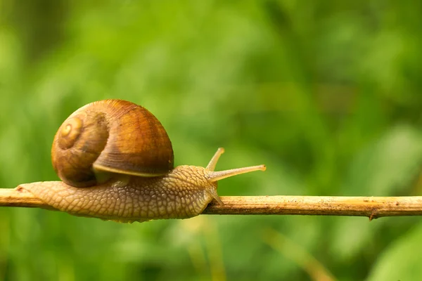 Snail on the green leaf — Stock Photo, Image