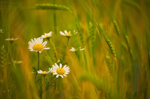 Daisy blommor på vete fält — Stockfoto