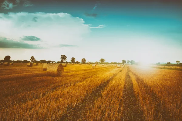 Fardos no campo e céu azul — Fotografia de Stock