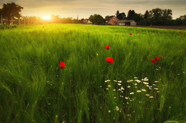 Maki i kwiaty daisy — Zdjęcie stockowe