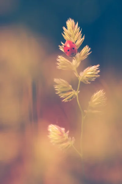 Macro coccinelle sur prairie de printemps — Photo