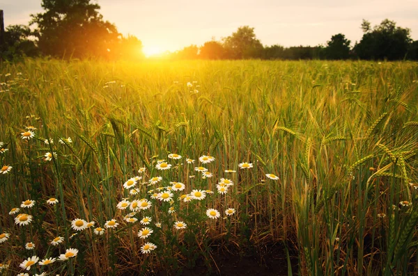 Daisy flowers on summer wheat field — Stock Photo, Image