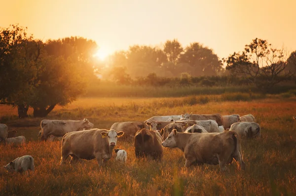 Pasoucí se krávy na louce — Stock fotografie