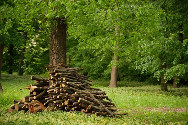 Pile de bois sur la forêt — Photo