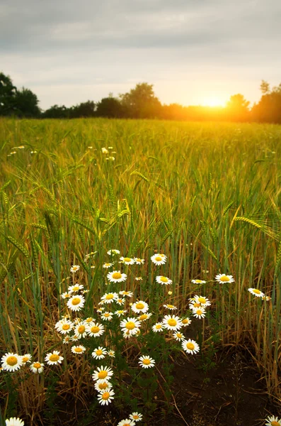 Fiori di margherita sul campo di grano — Foto Stock