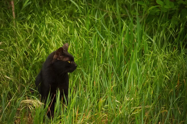 Черная кошка на траве — стоковое фото