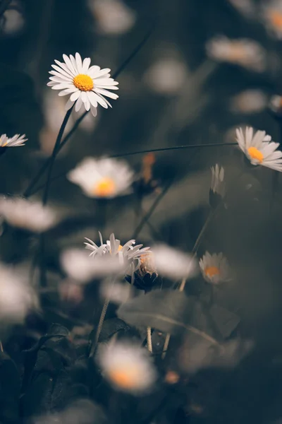 Chamomile flowers macro — Stockfoto