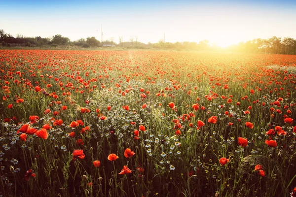 Summer poppy field — Stock Photo, Image