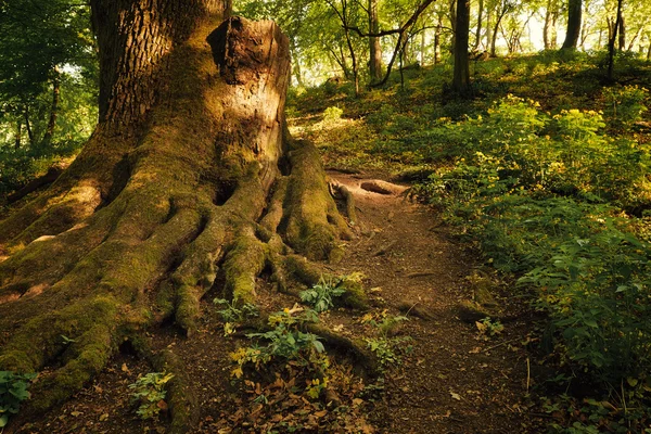 Bahar Orman ağacı — Stok fotoğraf