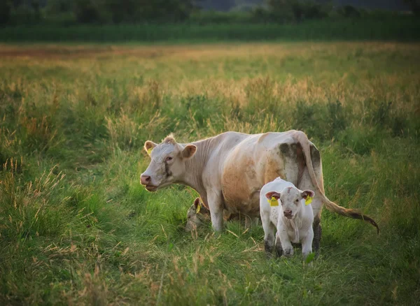 Vaches broutant sur la prairie — Photo