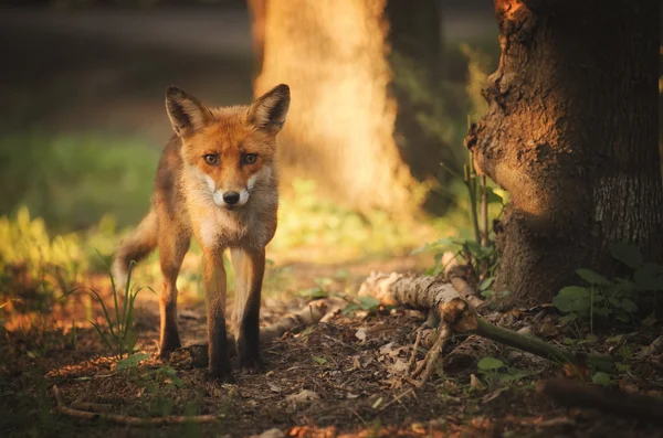Fox on the summer forest — Stock Photo, Image