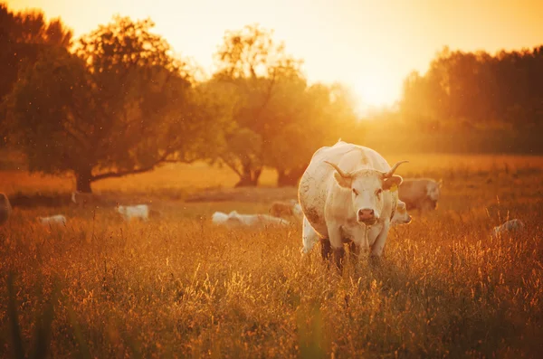 Vacile păşunând pe pajişte — Fotografie, imagine de stoc