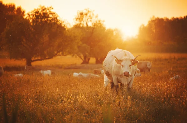 Vaches broutant dans la prairie — Photo