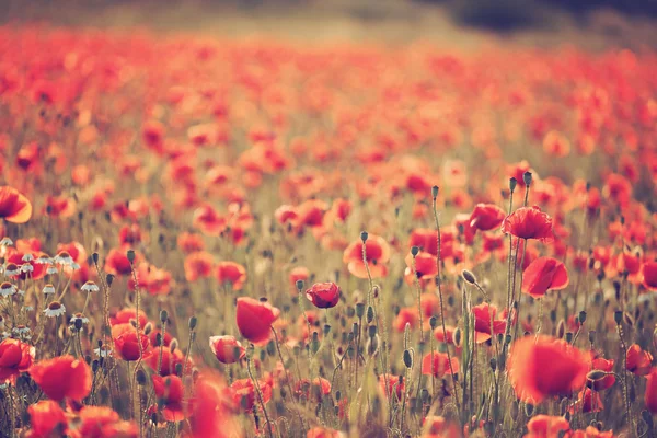 Red Poppy field — Stock Photo, Image