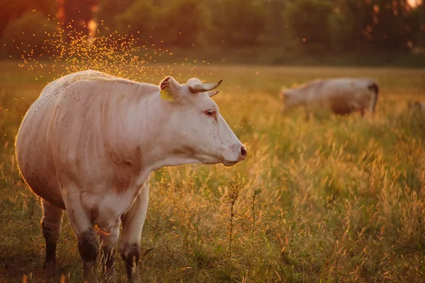 Корови пасуться на лузі — стокове фото
