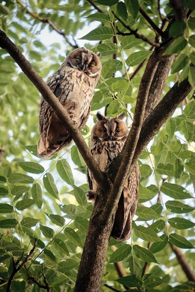 Uzun kulaklı baykuşlar ağaçta oturuyor — Stok fotoğraf