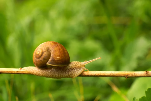Snail on the green leaf — Stock Photo, Image