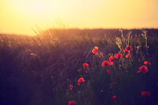 Papaveri sul prato primaverile — Foto Stock