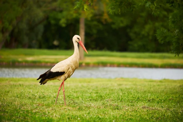 Cigogne sur la prairie verte — Photo